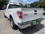 2013 WHITE FORD F-150 XL (1FTNF1CFXDK) with an 5.0L engine, Automatic transmission, located at 5103 Dorchester Rd., Charleston, SC, 29418-5607, (843) 767-1122, 36.245171, -115.228050 - Photo#4